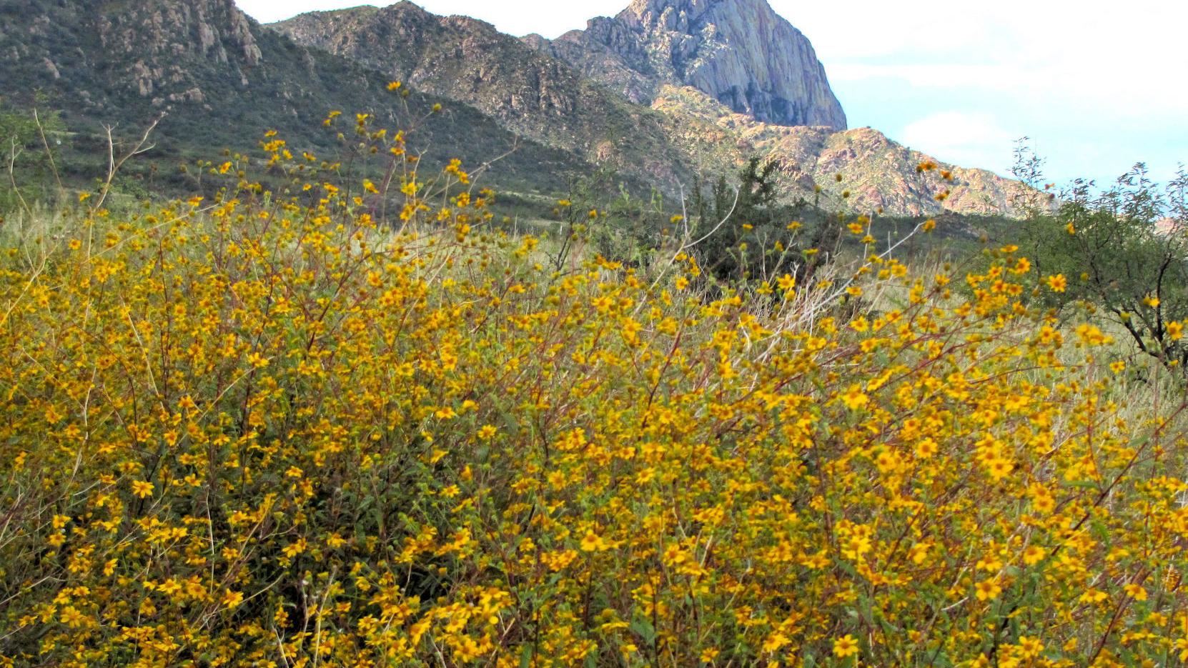 Rain-washed Madera Canyon has come alive